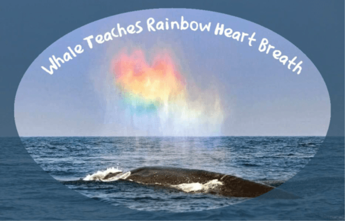 whale rainbow heart